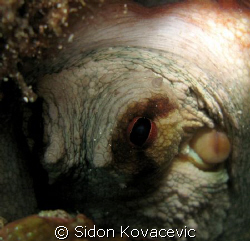 octopus vulgaris by Sidon Kovacevic 
